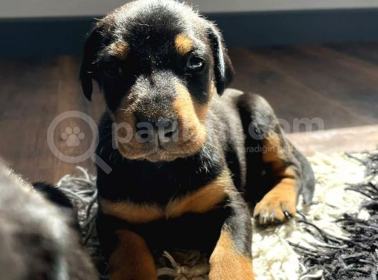 Doberman
