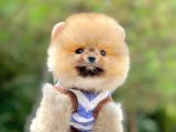 Ayıcık Surat Boo Pomeranian Yavrular