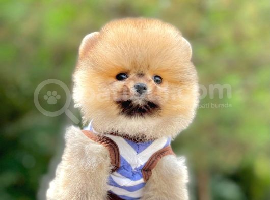 Ayıcık Surat Boo Pomeranian Yavrular görsel