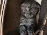 Scottish Fold Yavru Kendi Kızımın Yavrusu