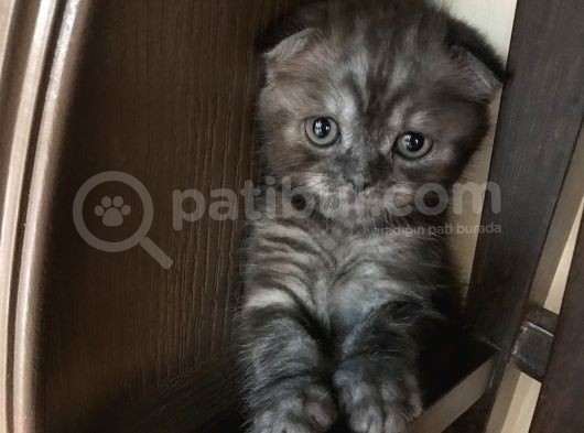 Scottish Fold Yavru Kendi Kızımın Yavrusu görsel
