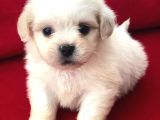 Tatlı Tadında Maltese Terrier Yavrularımız
