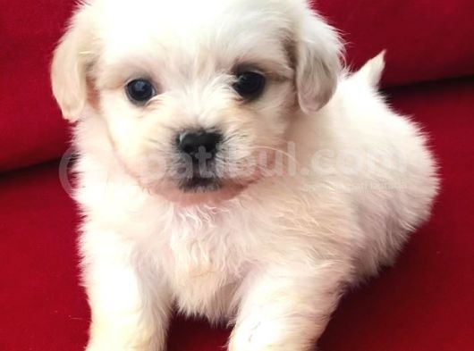Tatlı Tadında Maltese Terrier Yavrularımız görsel