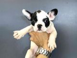 French Buldog