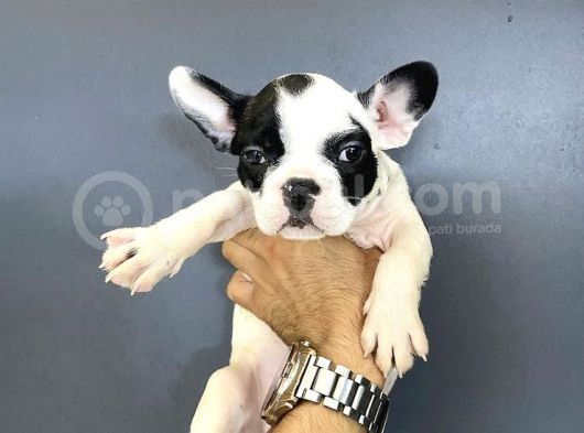 French Buldog görsel