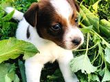Jack Russel