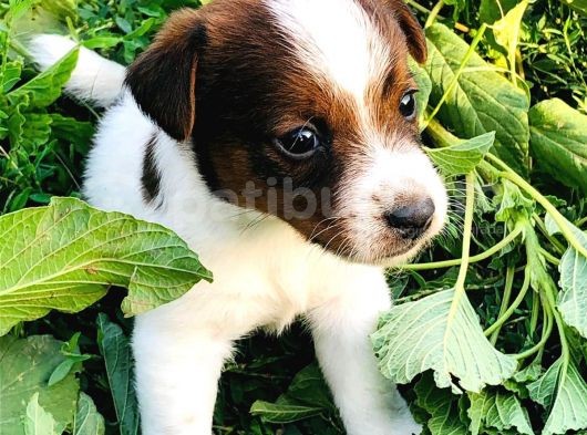 Jack Russel