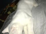 Beyaz British Shorthair Yavru Kedi