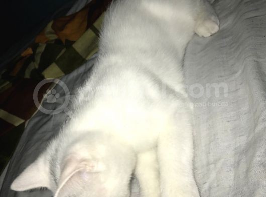 Beyaz British Shorthair Yavru Kedi görsel
