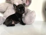 French Buldog