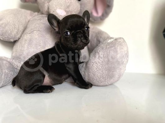 French Buldog görsel
