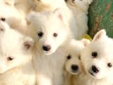 Samoyed Yavruları