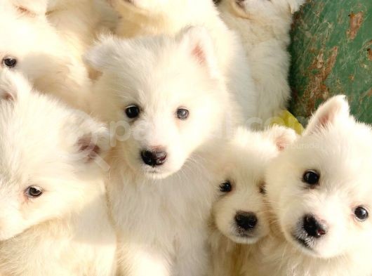 Samoyed Yavruları görsel