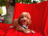 Maltipoo Mix Irk Yavrular
