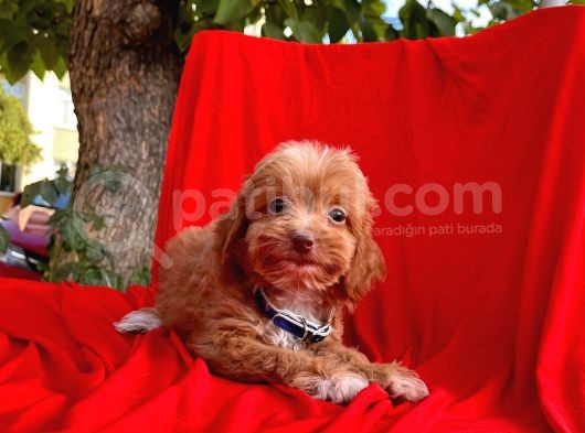 Maltipoo Mix Irk Yavrular görsel