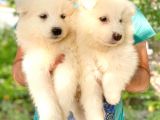 Samoyed Yavruları