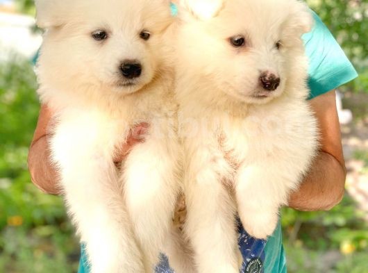 Samoyed Yavruları