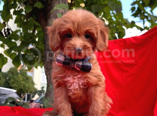 Tatlı Tadında Maltipoo Yavrularımız
