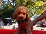 Red Brown Toy Poodle