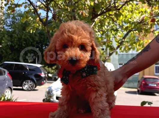 Red Brown Toy Poodle görsel