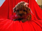 Red Brown Toy Poodle