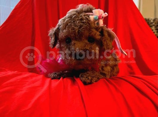 Red Brown Toy Poodle görsel
