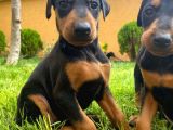 Doberman