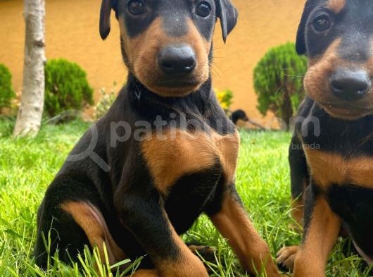 Doberman görsel