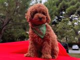 Tatlı Tadında Toy Poodle Yavrularımız