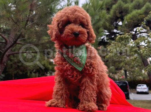 Tatlı Tadında Toy Poodle Yavrularımız görsel
