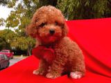 Red -Apricot Toy Poodle Yavrular