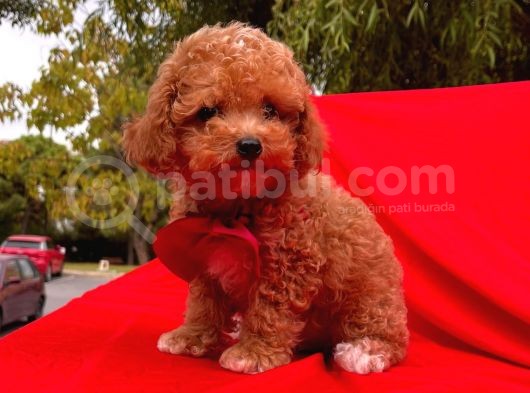 Red -Apricot Toy Poodle Yavrular görsel
