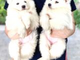 Samoyed Yavruları
