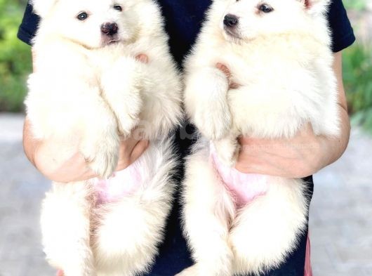 Samoyed Yavruları görsel