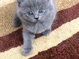 Bristish Scottish Kedi
