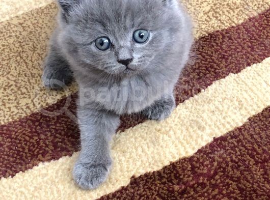 Bristish Scottish Kedi görsel