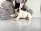 French Buldog