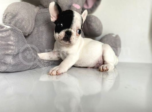 French Buldog görsel