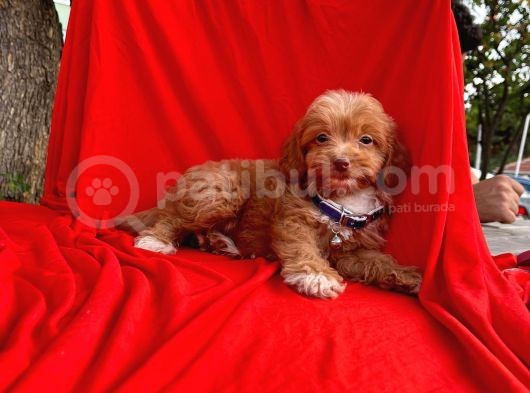 Red Brown Özel Renk Maltipoo Yavrular görsel
