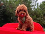 Red Brown Toy Poodle