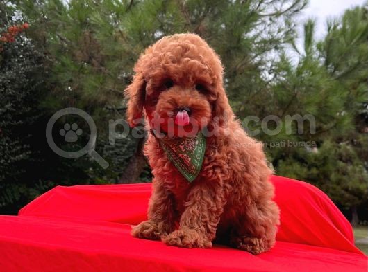 Red Brown Toy Poodle görsel