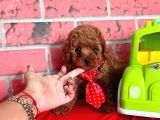 Red Brown Toy Poodle