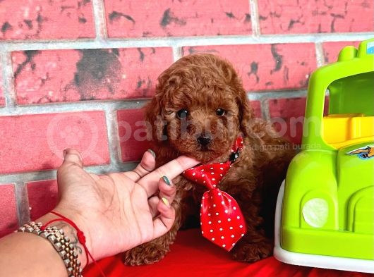 Red Brown Toy Poodle görsel