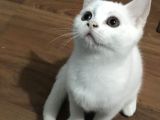 Beyaz British Shorthair Yavru Kedi