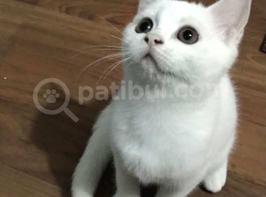 Beyaz British Shorthair Yavru Kedi