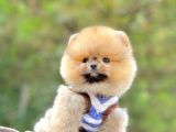 Ayıcık Surat Boo Pomeranian Yavrular