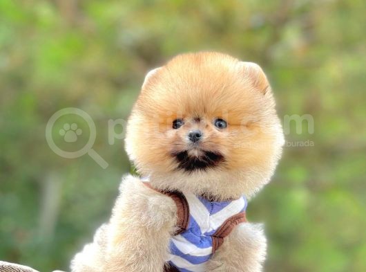 Ayıcık Surat Boo Pomeranian Yavrular
