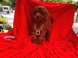 Red Brown Toy Poodle