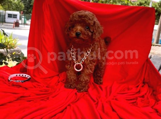 Red Brown Toy Poodle görsel
