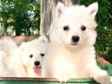 Samoyed Yavruları